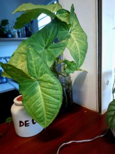 Lire la suite à propos de l’article Syngonium podophyllum