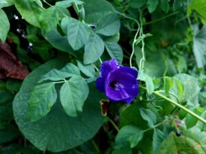 Lire la suite à propos de l’article Clitoria