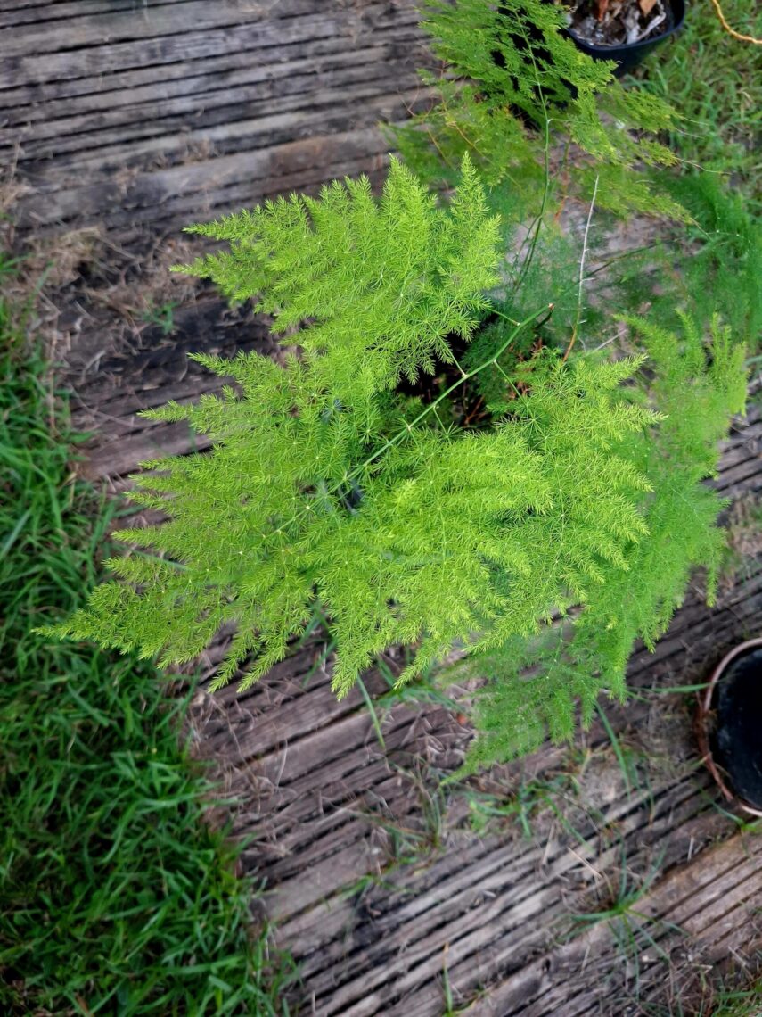 L’Asparagus setaceus